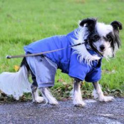 Pet First Aid training