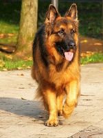 Controlling Temperment