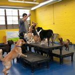 Dog Day Care