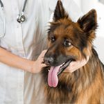 Dog Parasites Treatment