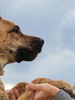 Evaluations Pet Care