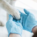 Evaluations Pet Care           